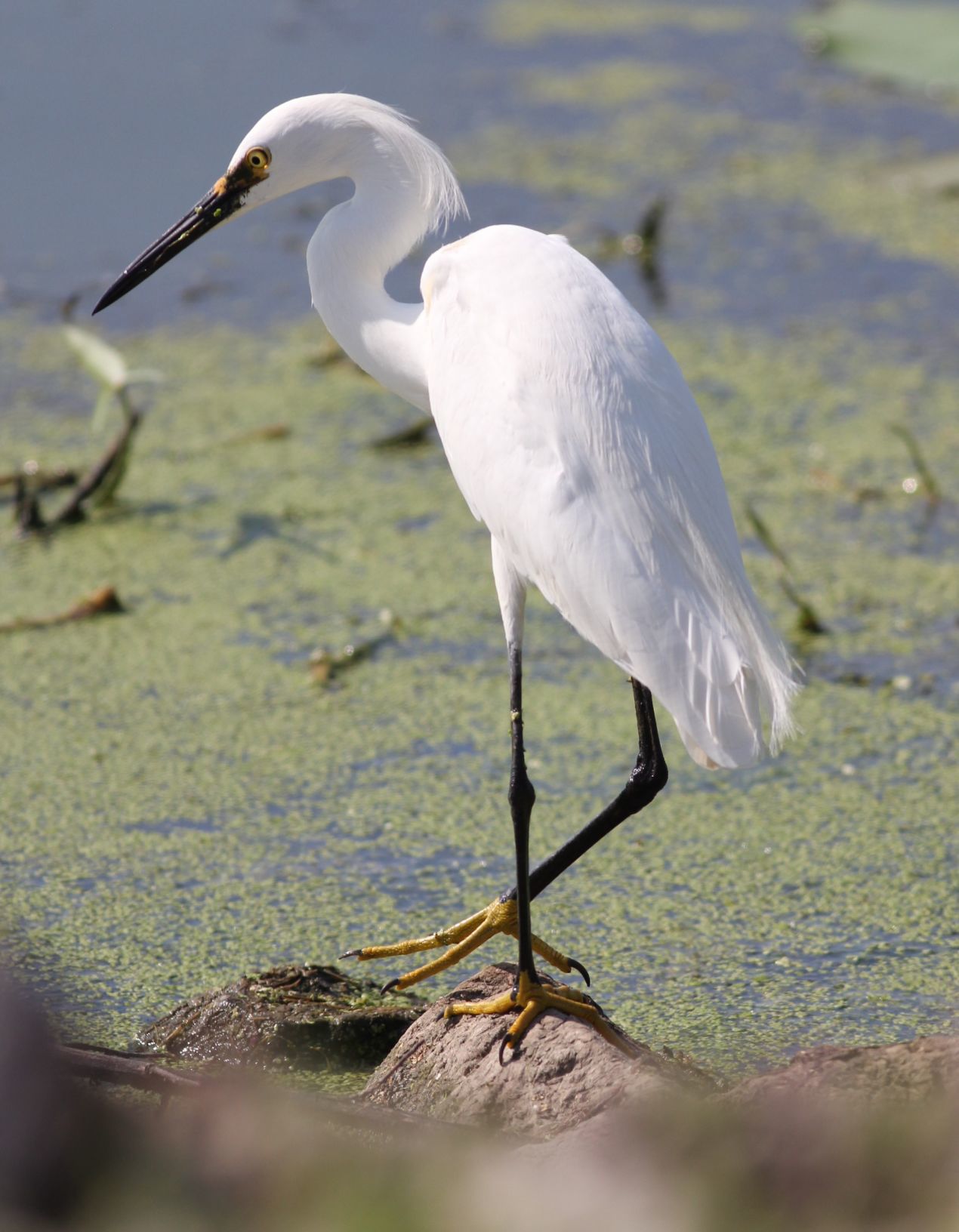 Snowy egret
